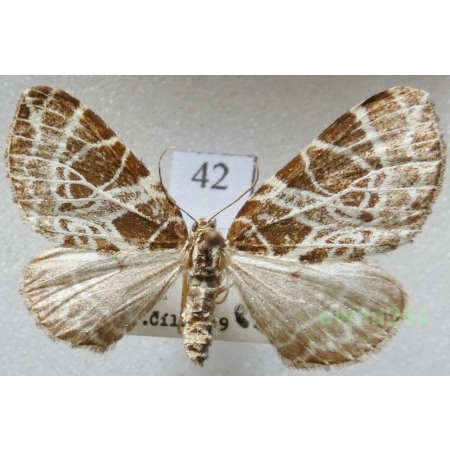 Eustroma reticulata (Denis & Schiffermüller, 1775) Czech42
